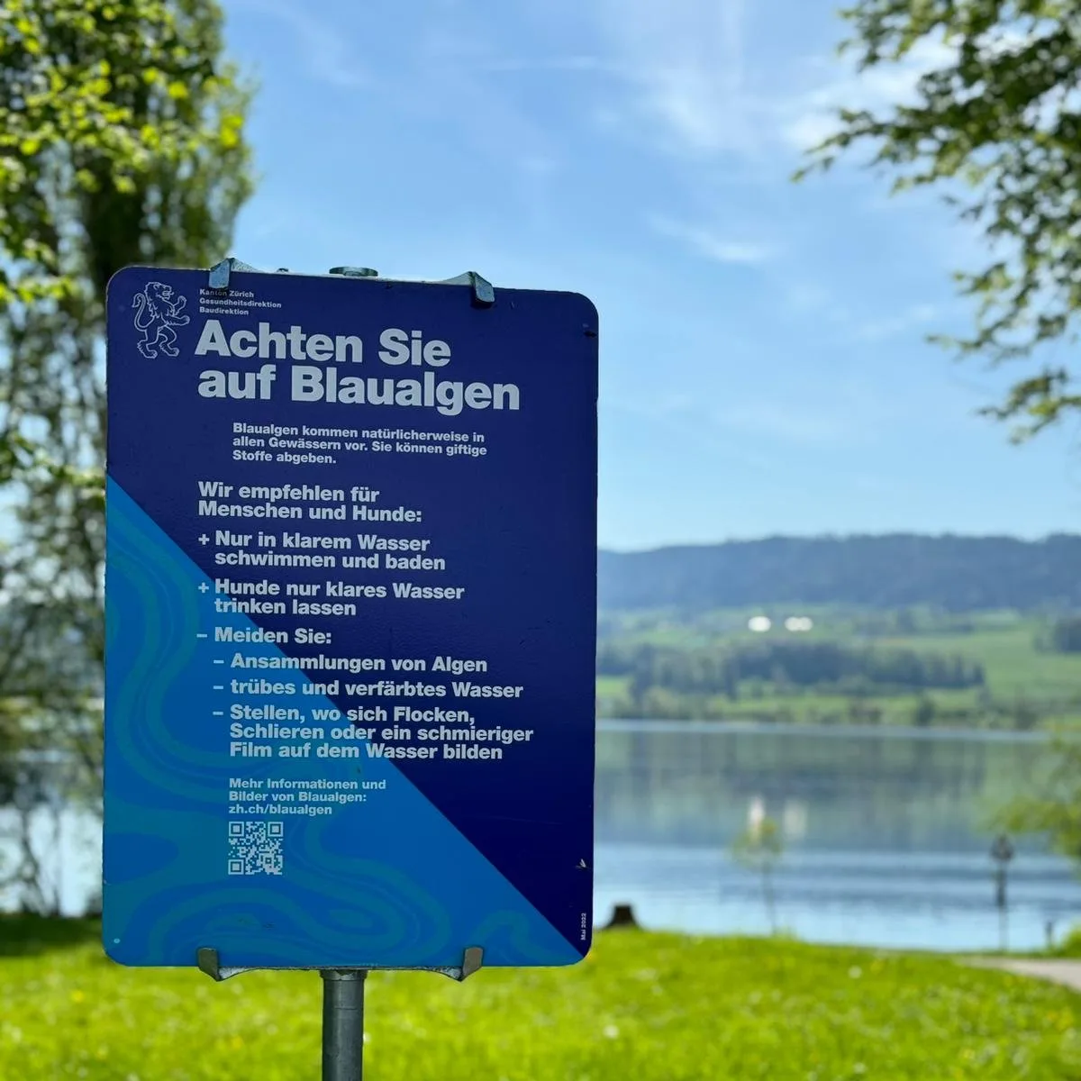 Mit solchen Schildern warnt die Stadtpolizei Uster vor Blaualgen im Greifensee. Ein Plakat, das vor Blaualgen warnt und Verhaltenstipps zeigt.